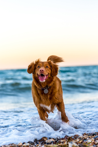 A dog running on the beach.