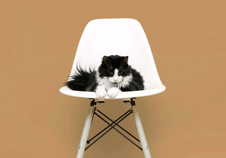 A cat sitting on a Chair up chair